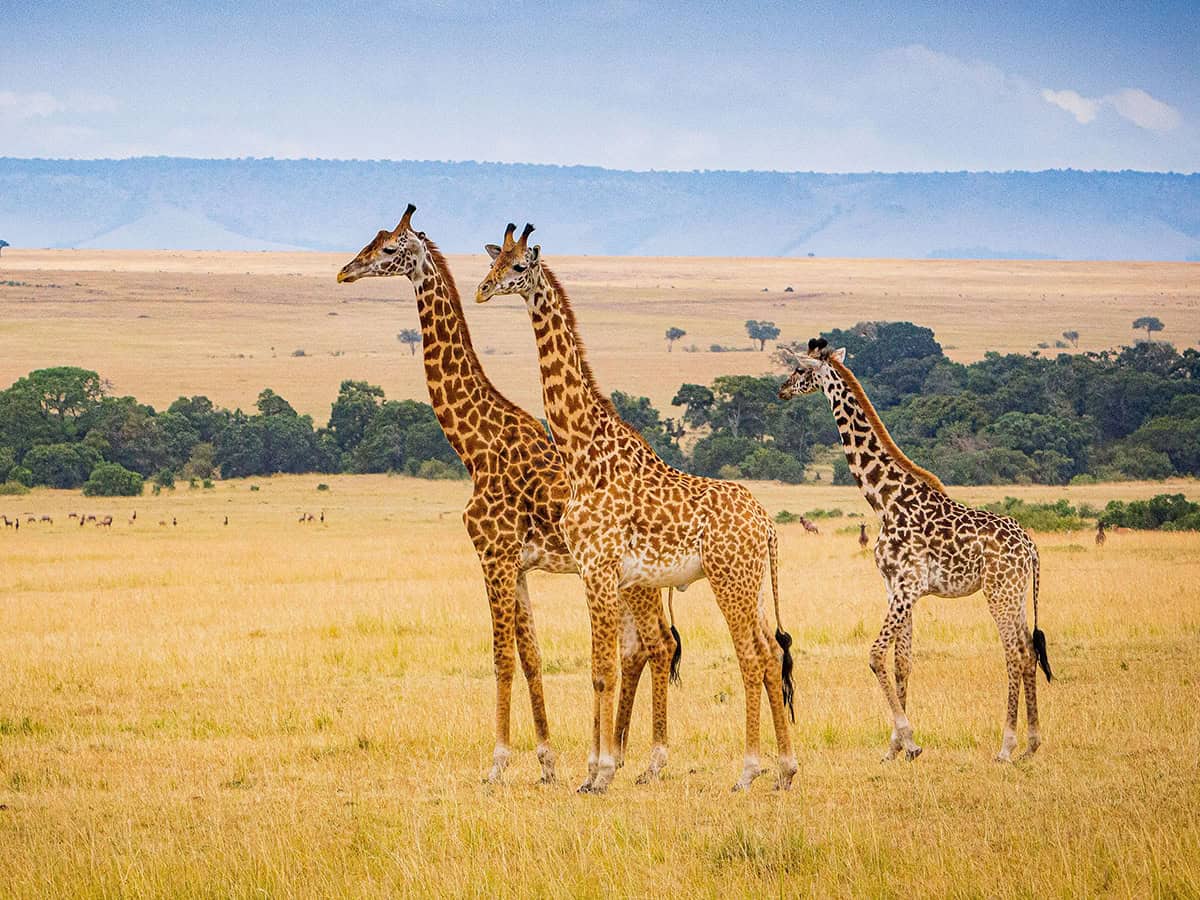 Masai Mara National Reserve