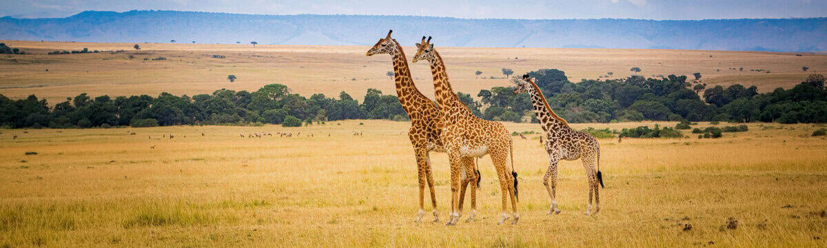 African safari kenya