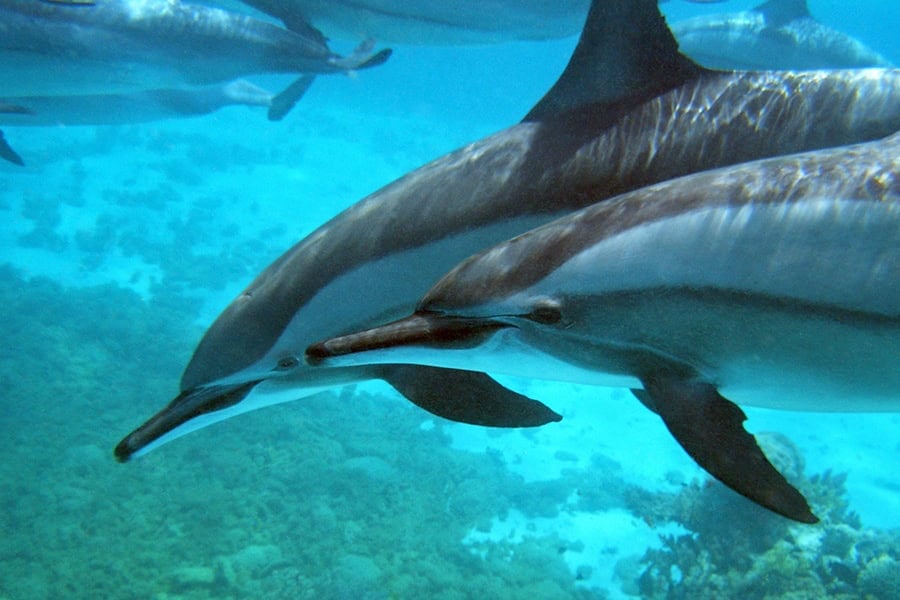 Diving abu nuhas.jpg