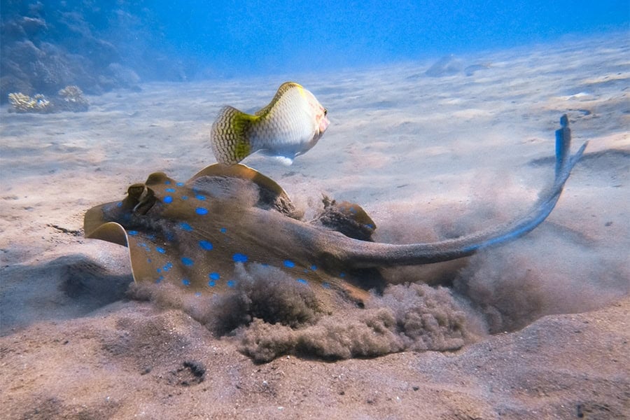 Diving elphinestone reef.jpg