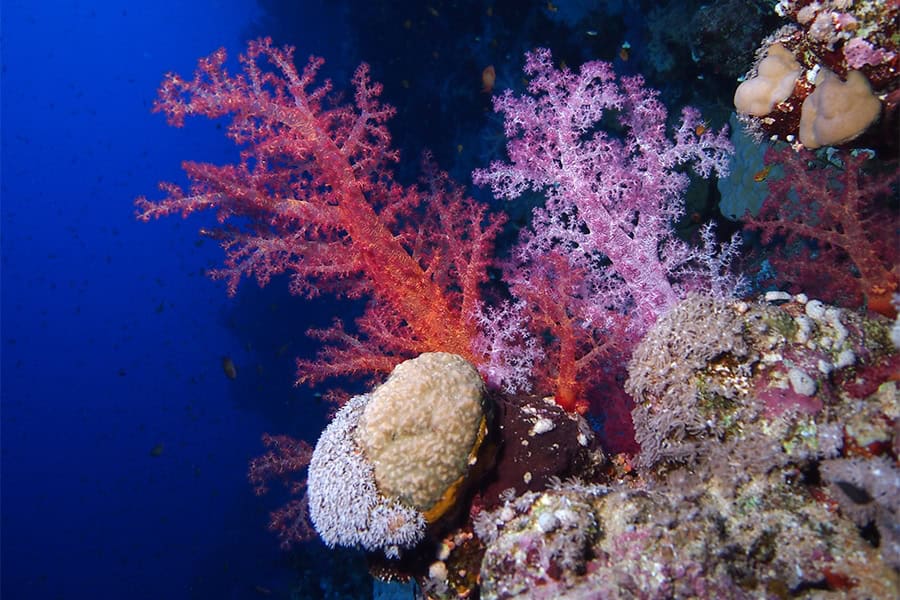 Diving rocky island.jpg