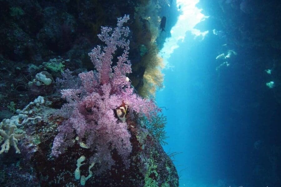Diving stjohns.jpg
