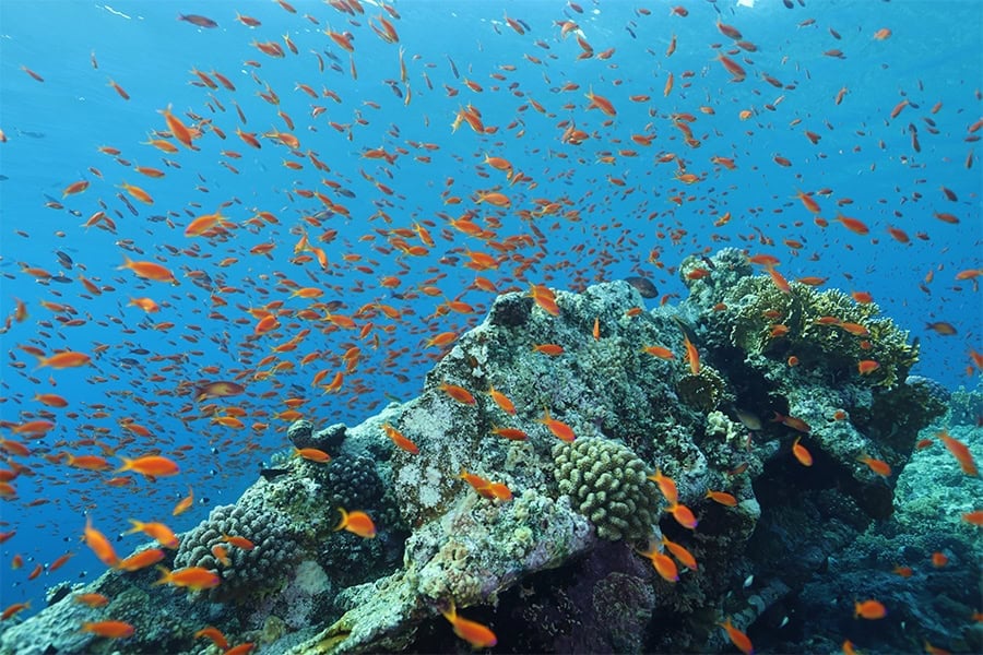 Diving strait tiran.jpg