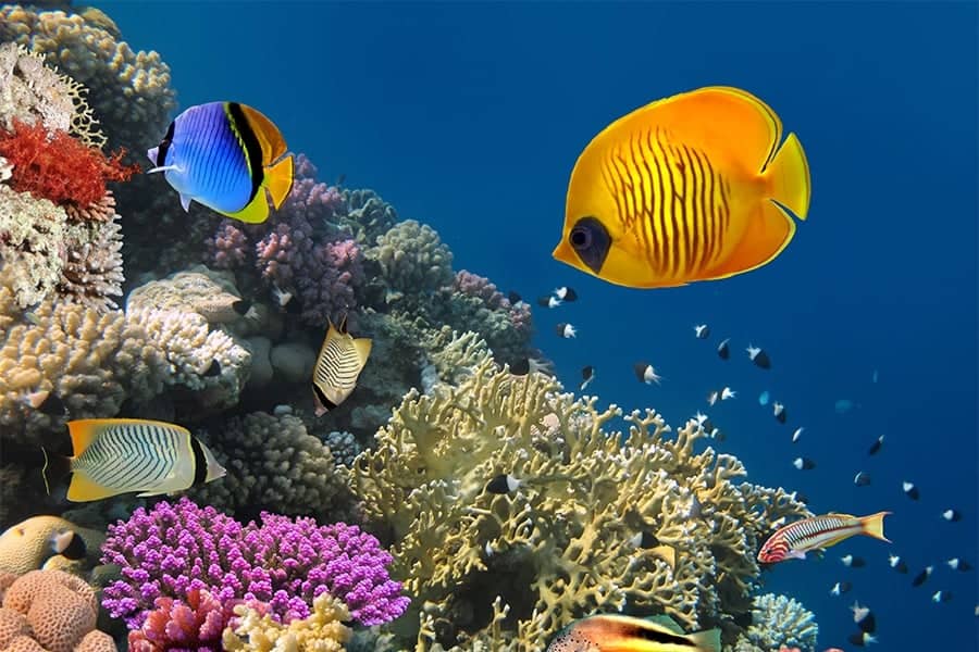 Diving zabargad.jpg