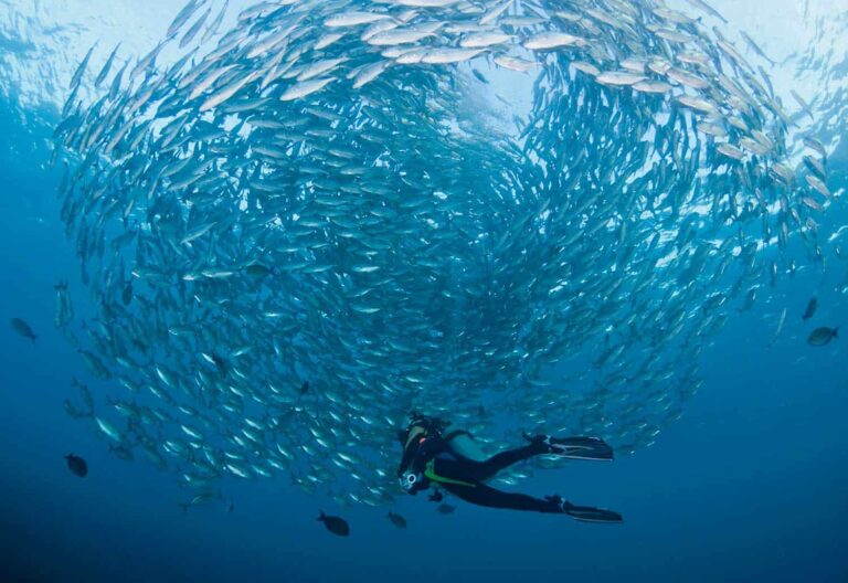 Velocean experiences dive sites.jpg