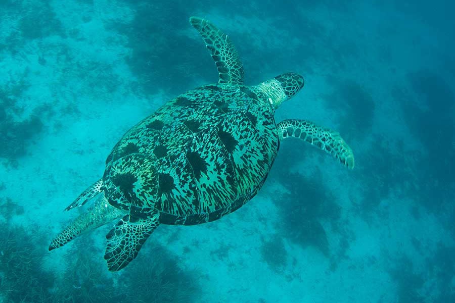 Velocean itineraries banda sea