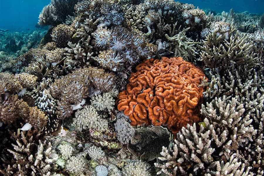 Velocean itineraries wakatobi